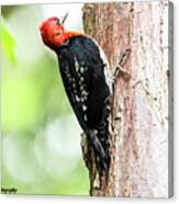 Red-breasted Sapsucker Canvas Print