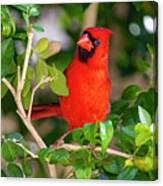 Red Cardinal Perched Canvas Print