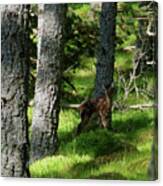 Red Deer Calf In A Pine Forest Canvas Print
