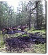 Red Deer Hinds And Stag At A Peaty Wallow Canvas Print