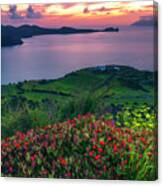 Red Flowers Of Milos Canvas Print