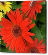 Red Flowers  Trio Canvas Print