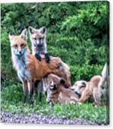 Red Fox Family Canvas Print