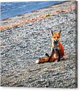 Red Fox 4854 Canvas Print