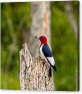 Red-headed Woodpecker Canvas Print