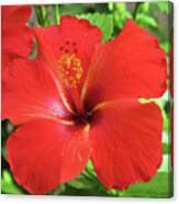 Red Hibiscus Canvas Print