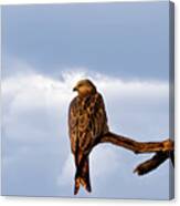 Red Kite Canvas Print