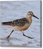 Red Knot On The Run Canvas Print