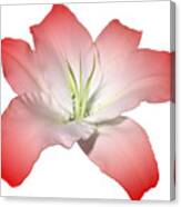 Red Lily Flower Canvas Print
