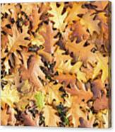 Red Oak Leaves Texture On Ground In Autumn Fall Canvas Print