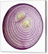 Red Onion 1 Canvas Print