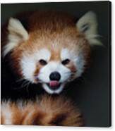 Red Panda Tongue Out Canvas Print