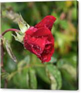 Red Rose Bud With Water Pearls Canvas Print