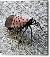 Red Spotted Lanternfly Closeup Canvas Print