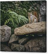 Red Squirrels Rock Wall 1 Canvas Print