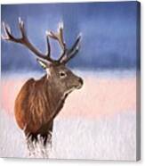 Red Stag Canvas Print
