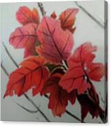 Red Sunset Maple Leaves Canvas Print