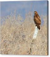 Red-tailed Hawk - Lower Klamath Tule Lake California Canvas Print