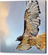 Red-tailed Hawk Canvas Print
