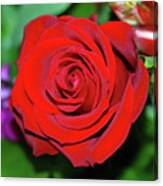 Red Velvet Rose Canvas Print