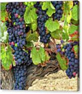 Red Wine Grapes On The Vine Original Canvas Print