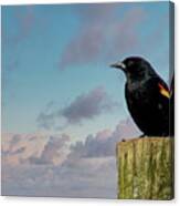 Red-winged Blackbird Canvas Print