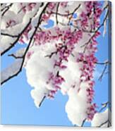 Redbud Blossoms And April Snow 5010 Canvas Print