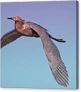 Reddish Egret Flight Canvas Print