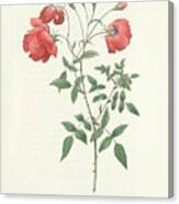Redoute  Les Roses... Decrites Et Classees Selon Leur Ordre Naturel, Par C.a. Thory, Paris, P. Dufar Canvas Print
