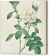 Redoute Pierre Joseph 1759 1840  Thory Claude Antoine 1757 1827 Roses Canvas Print