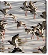 Redshank In Flight At Strangford Lough Canvas Print