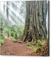 Redwood Mystical Fog Canvas Print
