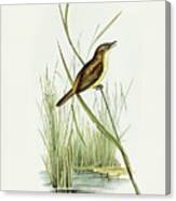 Reed Warbler, Acrocephalus Australis Canvas Print