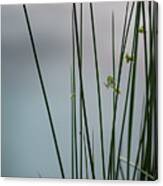 Reeds By A Pond Canvas Print