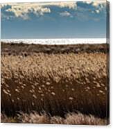 Reeds By The Beach Canvas Print