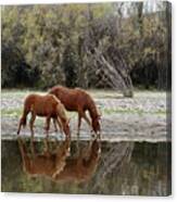Reflections Of The Wild Ones Canvas Print