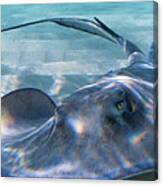 Reflections On A Southern Ray Canvas Print