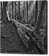 Restful Light Black And White Canvas Print