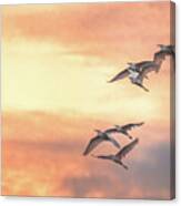 Returning To The Roost Canvas Print