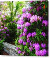 Rhododendron In Blowing Rock Canvas Print