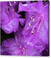 Rhododendron Canvas Print