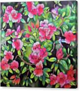 Rhododendron With Hummingbirds Canvas Print