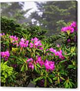 Rhododendrons In Bloom Ii Canvas Print