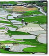 Rice Paddy And Terraces Canvas Print
