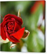 Rich In Red Rose Bud Canvas Print