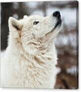 Right Facing Wolf In Modeling Mode Canvas Print