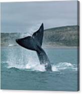 Right Whale Tail Lobbing Canvas Print