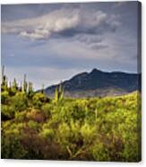 Rincon Peak And Saguaro Cactus Sunset Light, Tucson Az Canvas Print