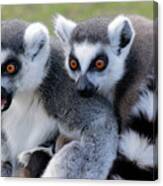 Ringtailed Lemur Duo With Baby Canvas Print