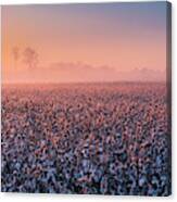 Rising Sun Over Cotton Plantation In Tennessee Panorama Canvas Print